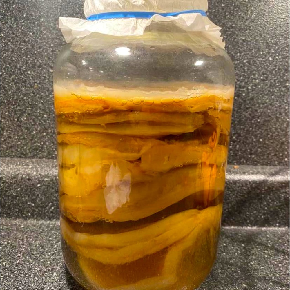 Organic Kombucha Scoby - Brew Your Own Kombucha!